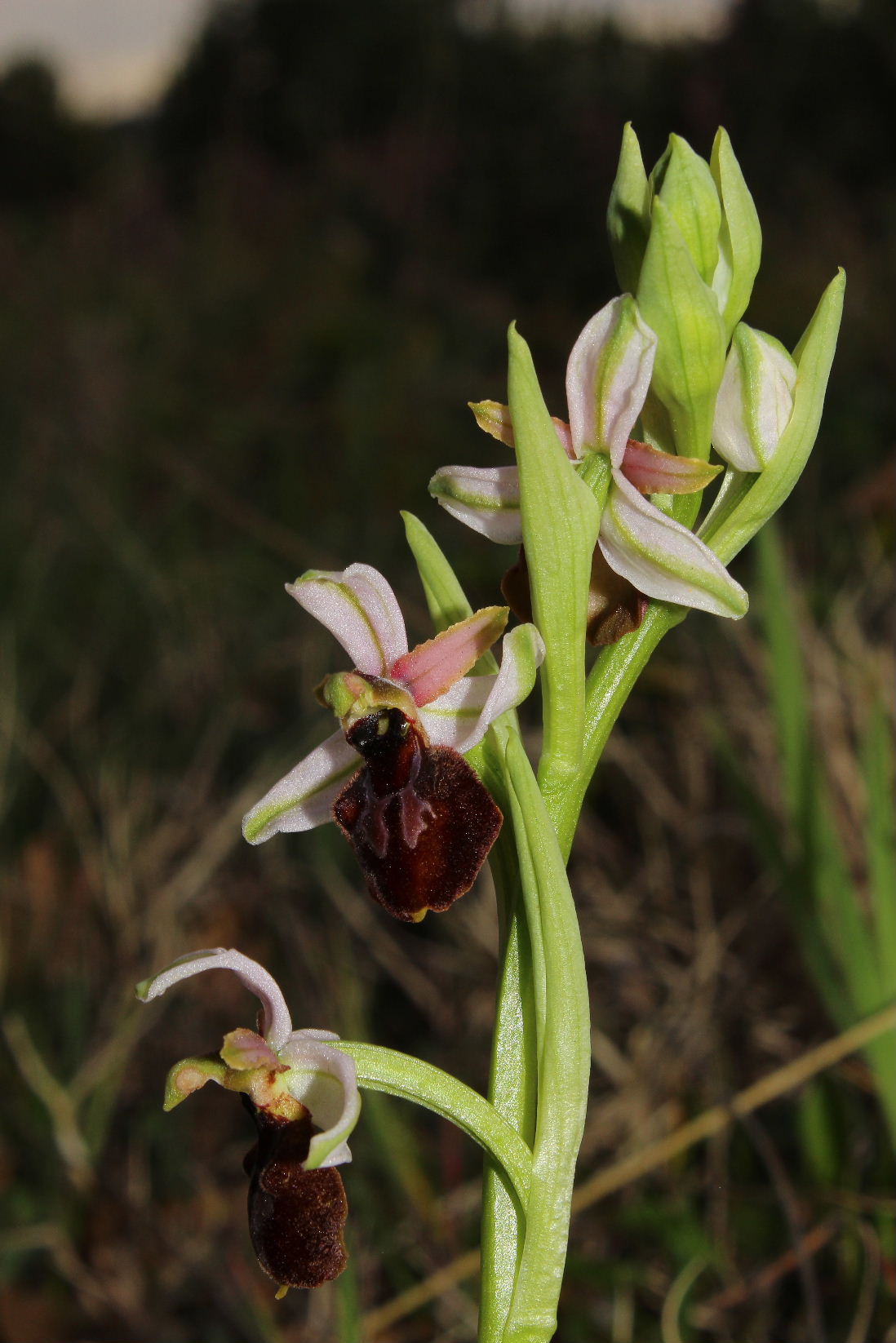 Ophrys arachnitiformis a confronto